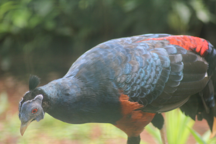 Greater Bornean crested fireback (Lophura ignita nobilis)