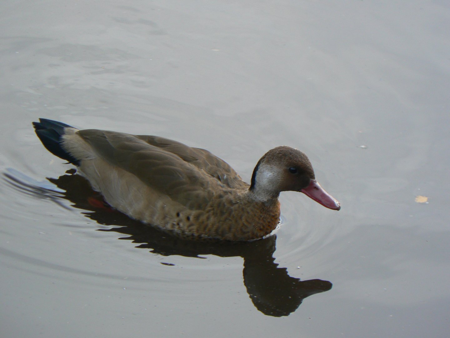 Greater Brazilian Teal - 14 October 2017