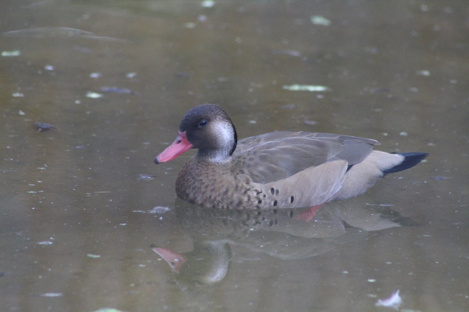 Greater Brazilian Teal March 2020