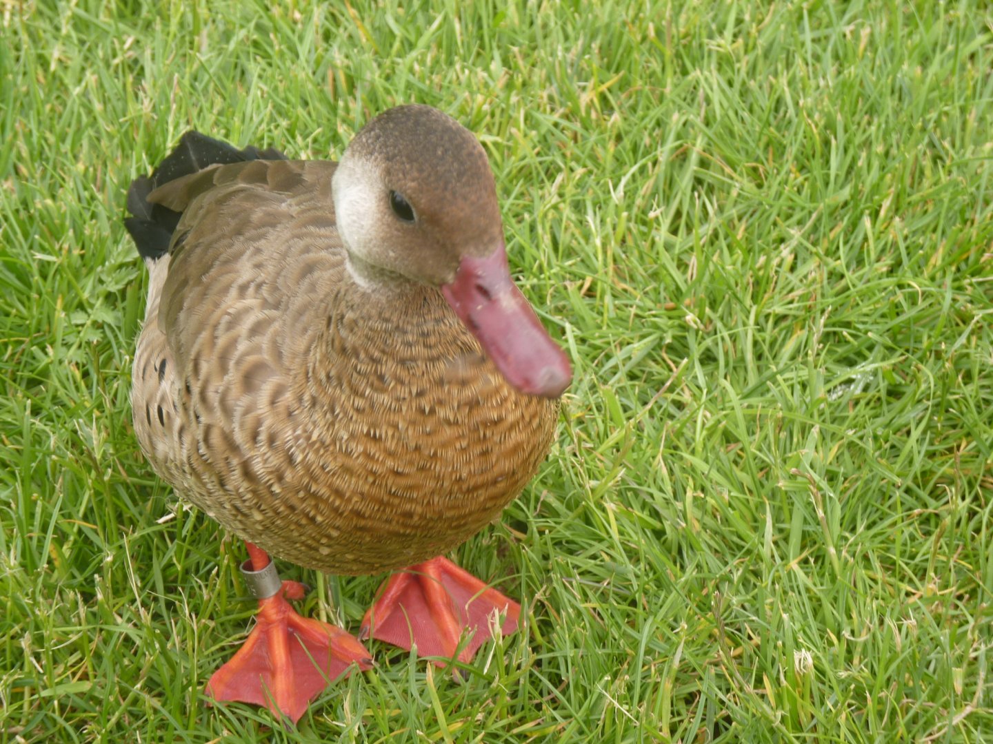 Greater Brazilian teal
