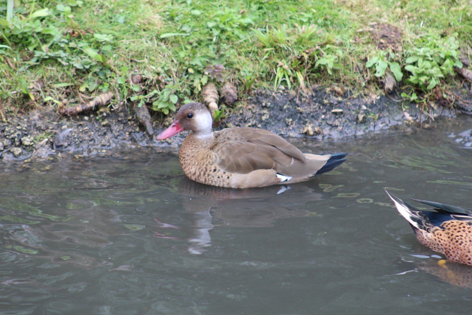 Greater Brazilian Teal