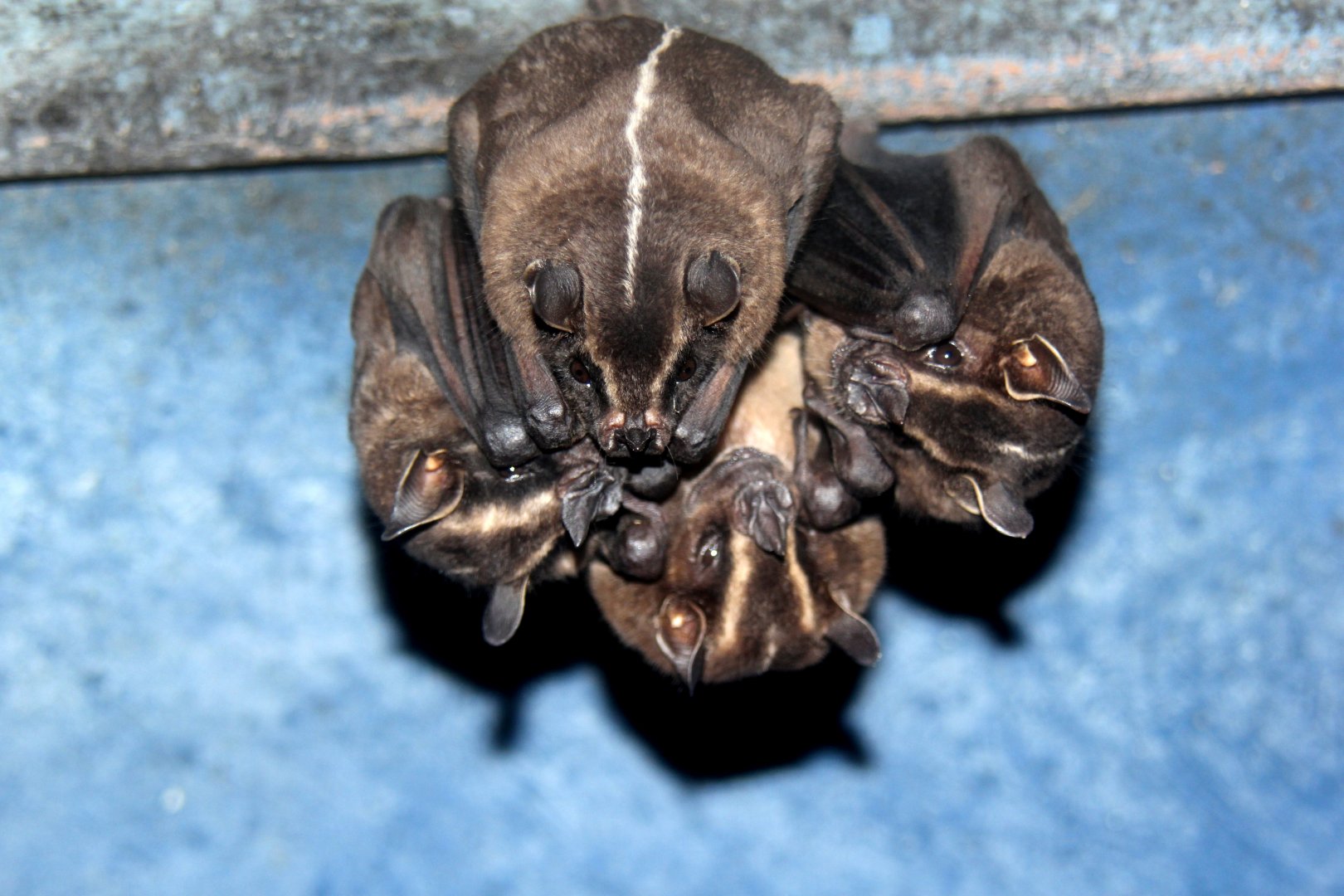 greater broad-nosed bat (Platyrrhinus vittatus)