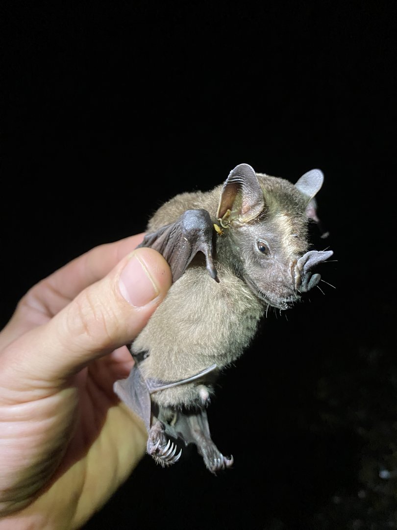Greater Broad-nosed Bat (Platyrrhinus vittatus)