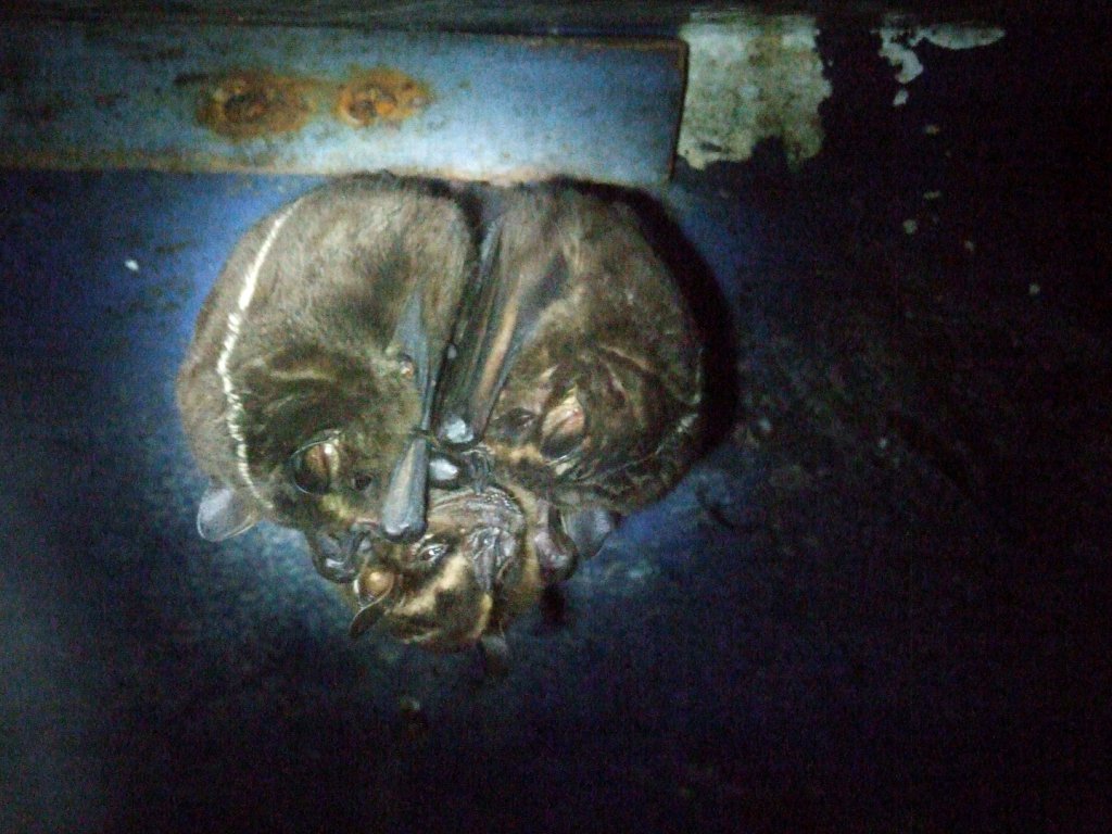 Greater Broad-nosed Bats at the Bat Jungle, 21/04/14