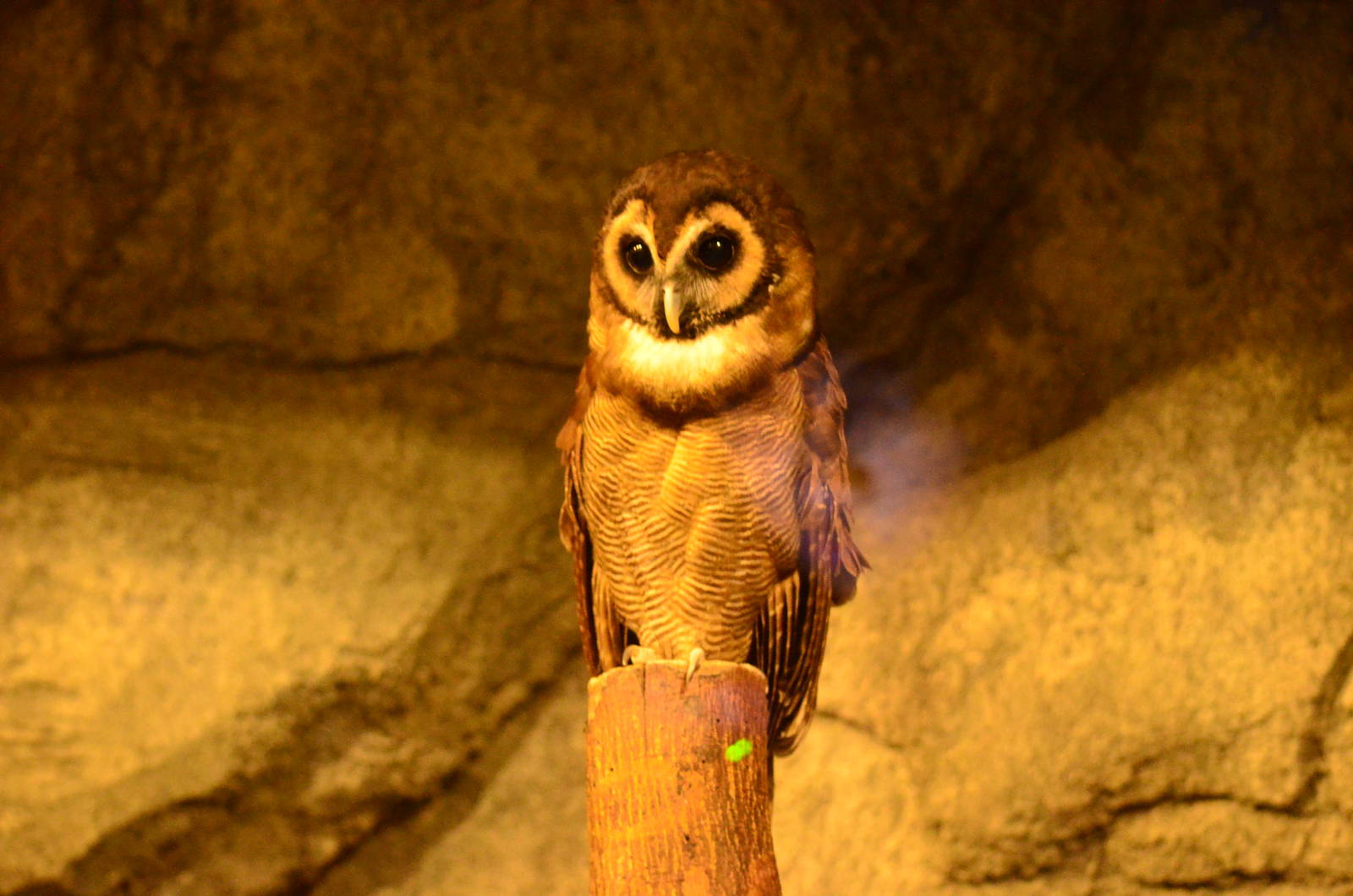 greater brown wood owl