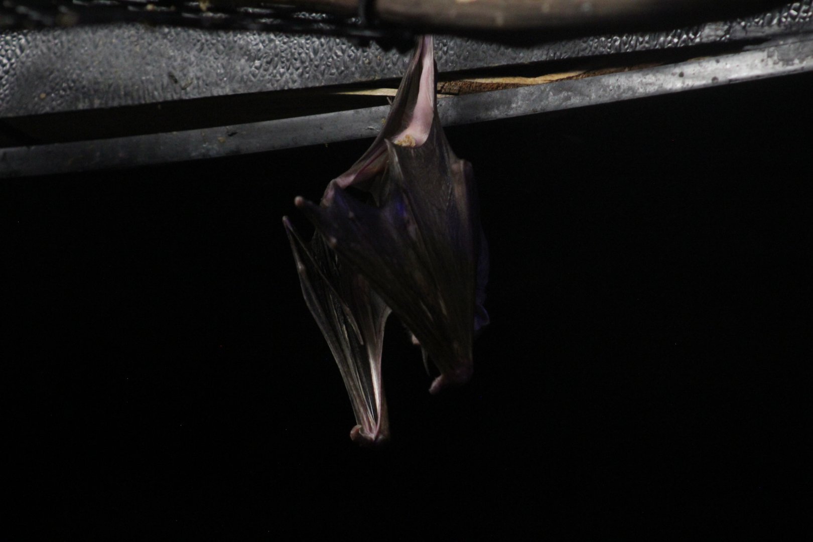 Greater bulldog bat | Animals of the Night