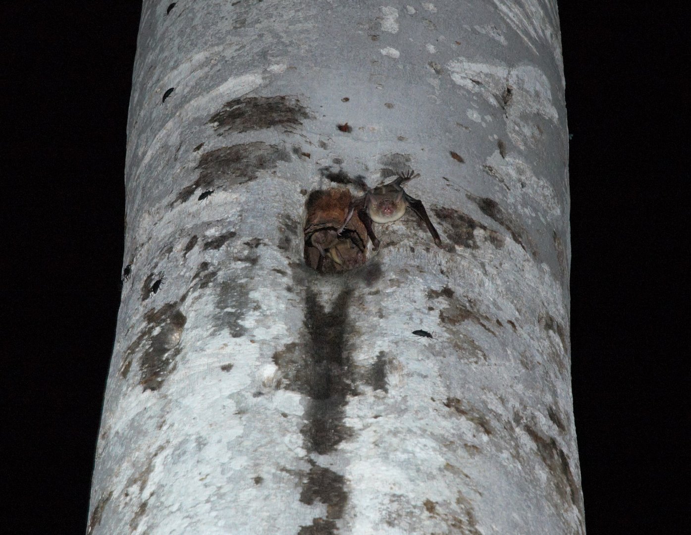 Greater Bulldog Bat (Noctilio leporinus)