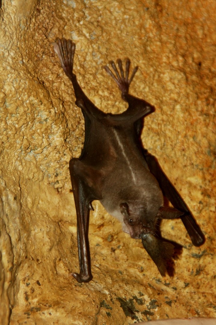 greater bulldog bat or fisherman bat (Noctilio leporinus) 2013