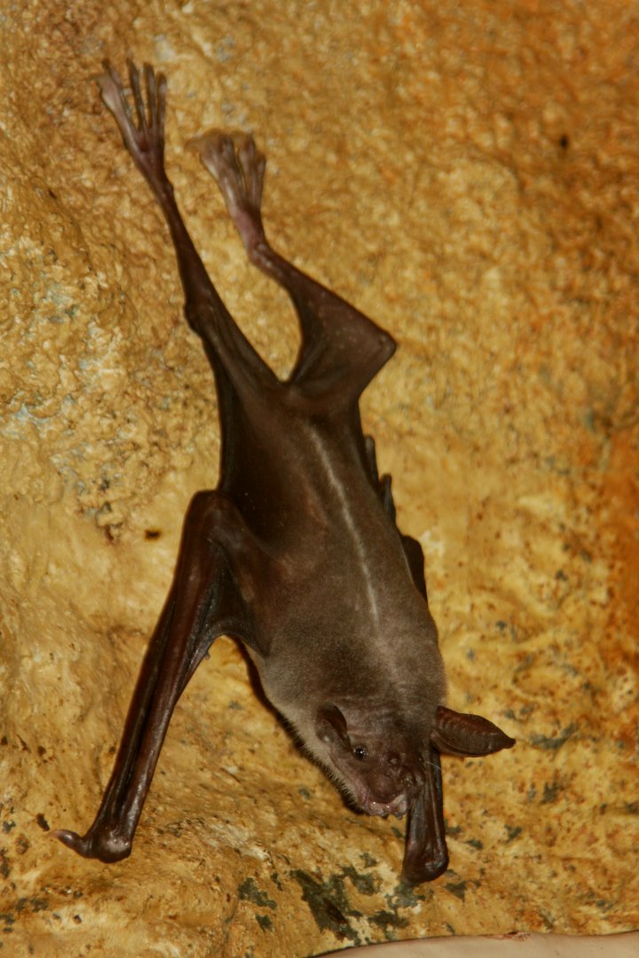 greater bulldog bat or fisherman bat (Noctilio leporinus) 2013