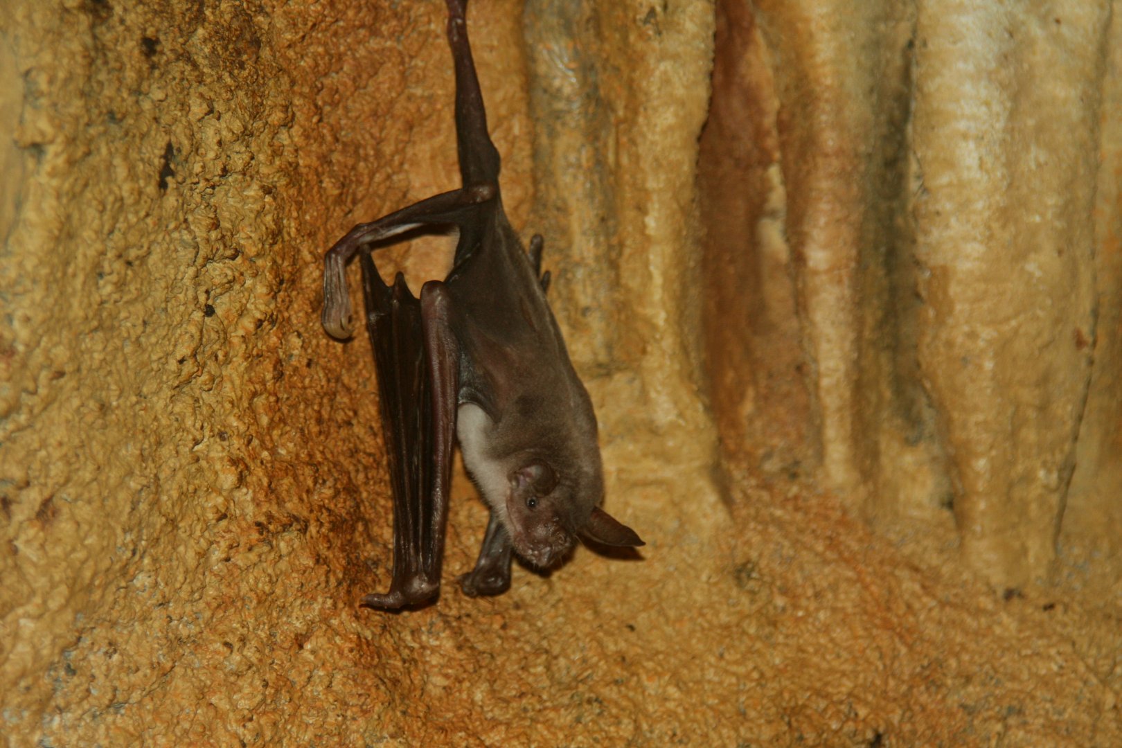greater bulldog bat or fisherman bat (Noctilio leporinus) 2013