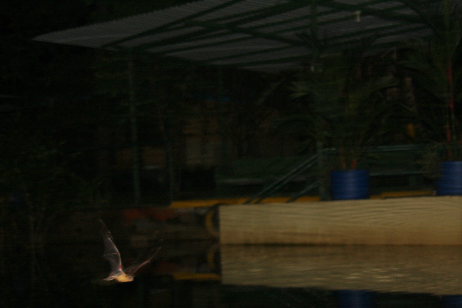 greater bulldog bat or fisherman bat (Noctilio leporinus)