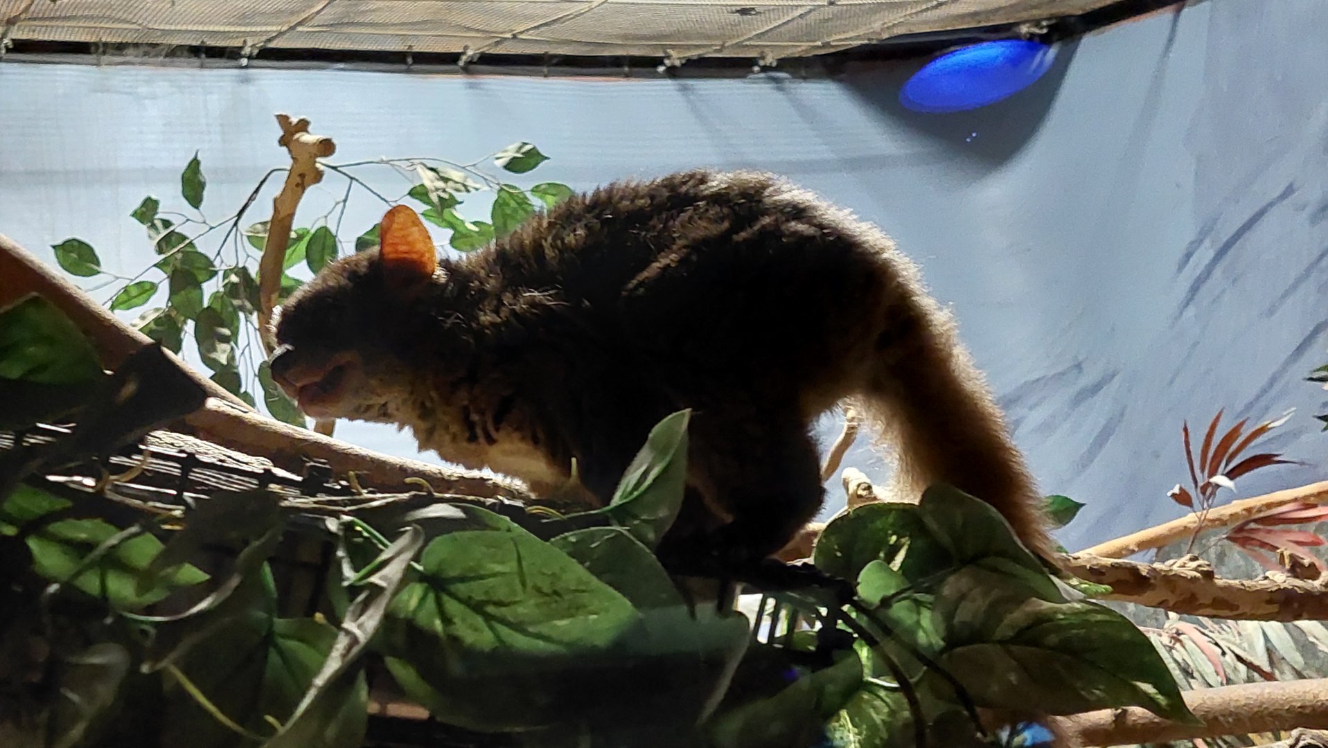 Greater Bush baby (Otolemur garnetti)