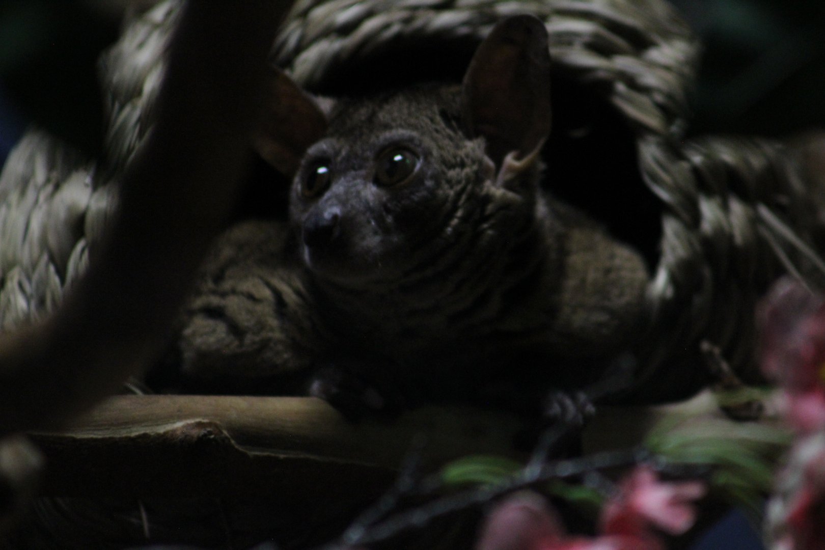 Greater bushbaby | Animals of the Night