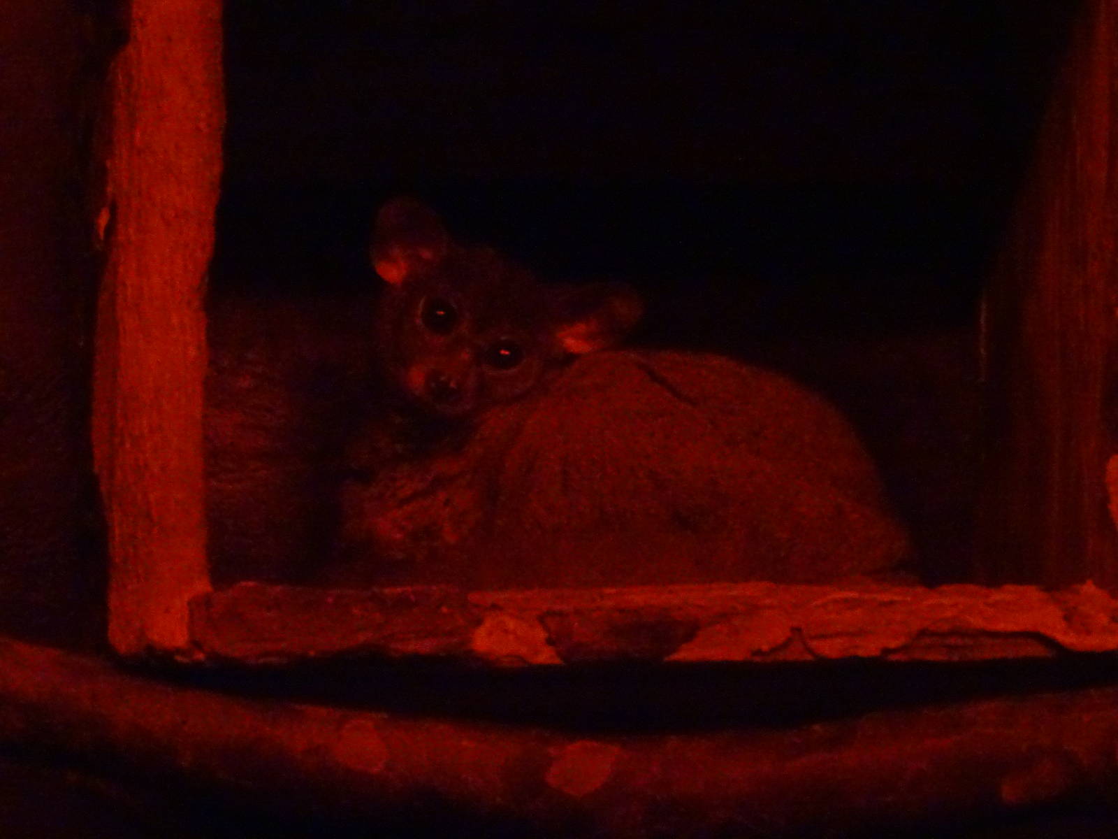 Greater Bushbaby at Busch Gardens Tampa