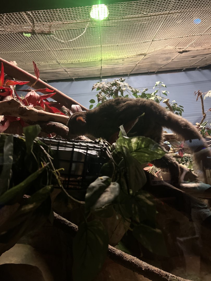 Greater bushbaby (Better angle photo)