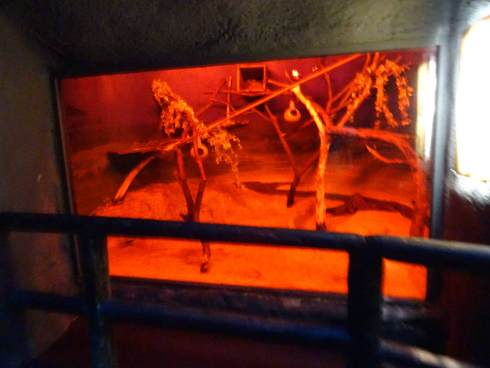 Greater Bushbaby Exhibit at Busch Gardens Tampa