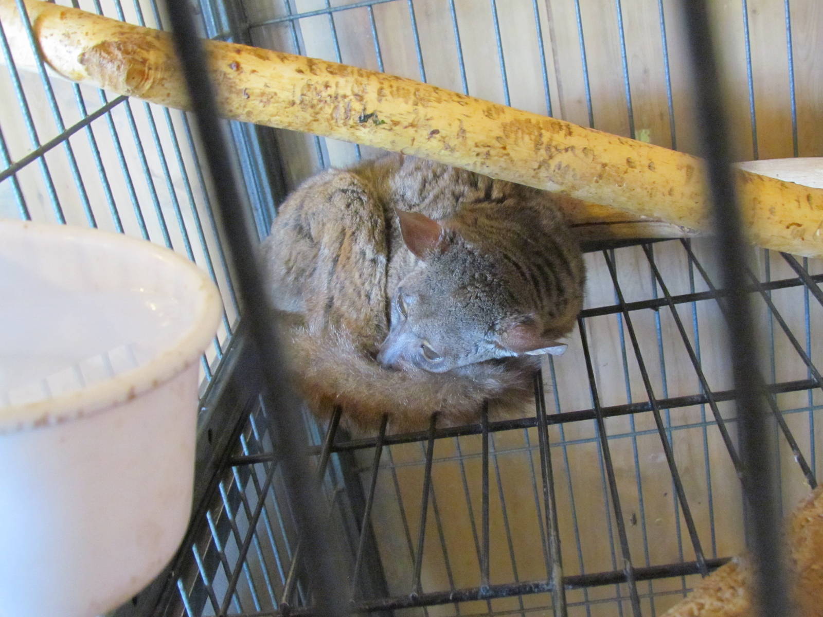 Greater Bushbaby (species uncertain)