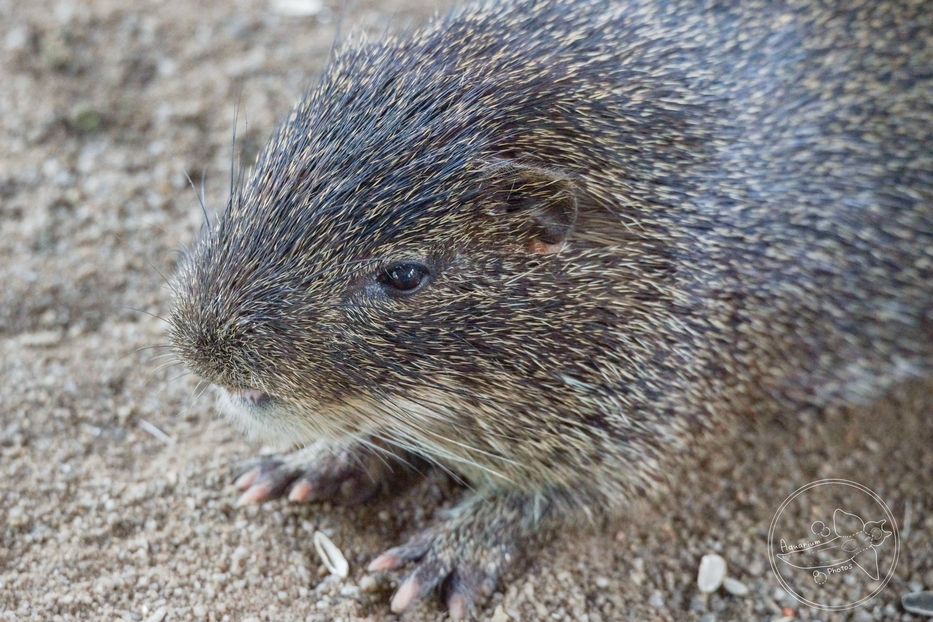 Greater Cane Rat (Thryonomys swinderianus)