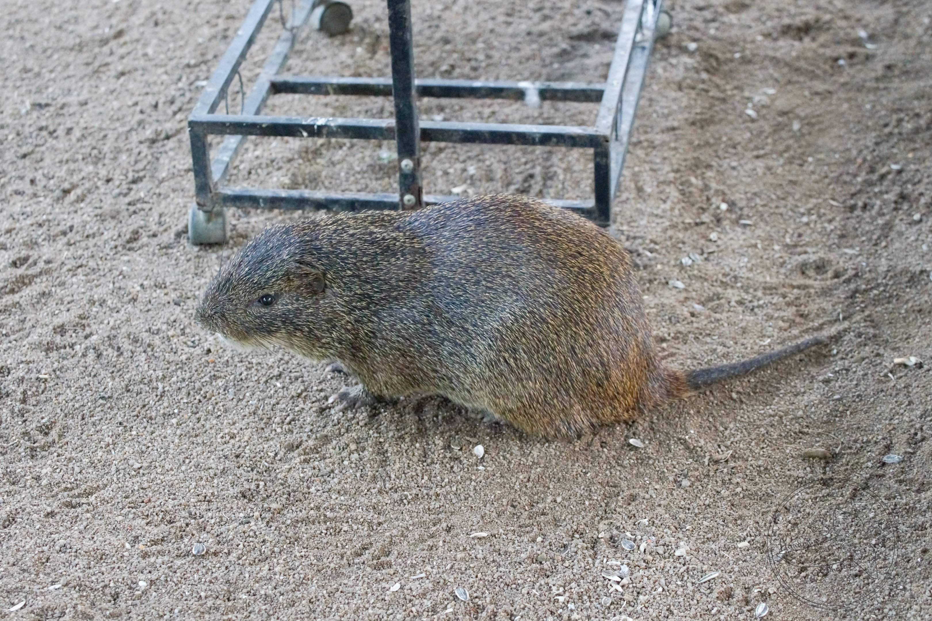 Greater Cane Rat (Thryonomys swinderianus)