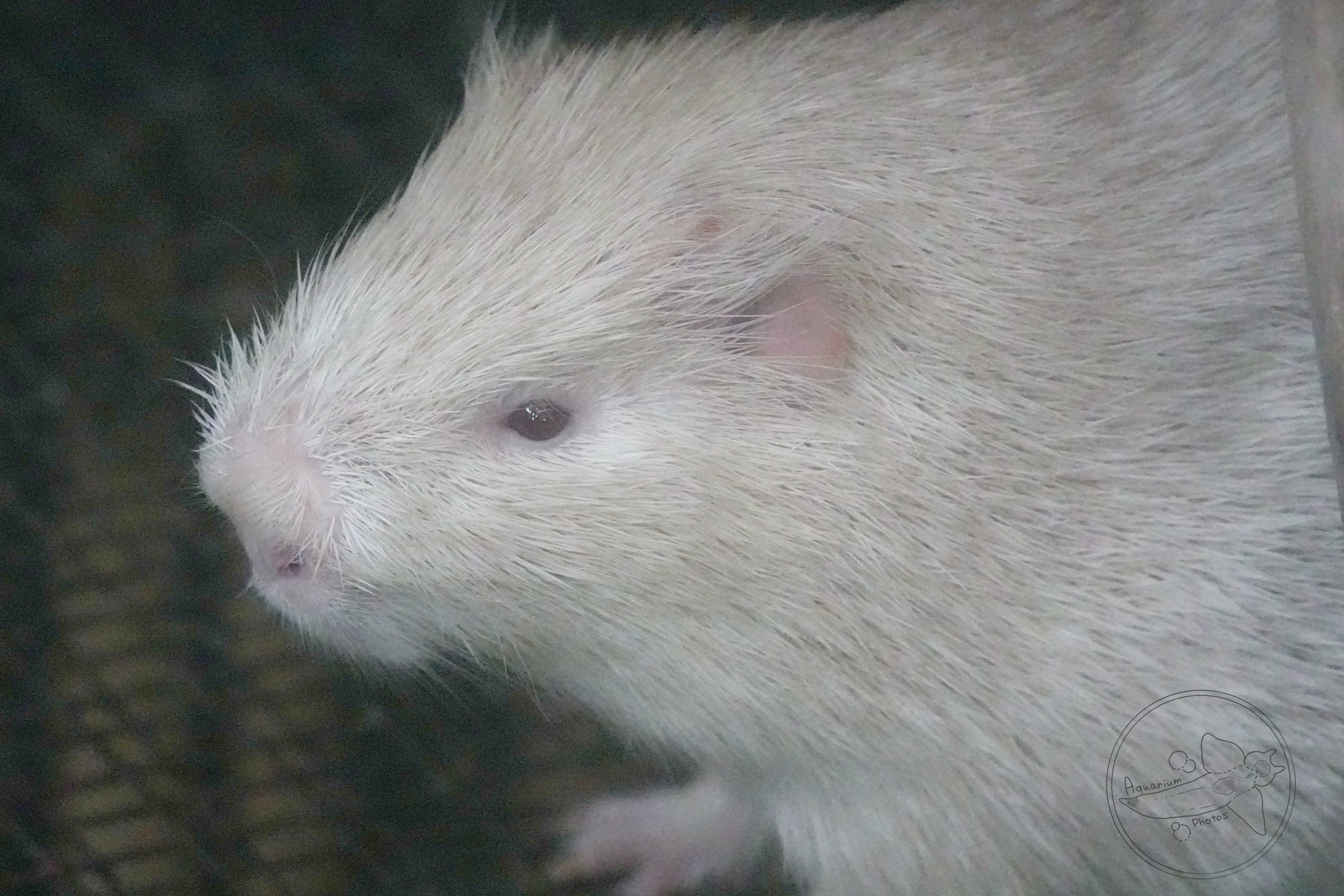Greater cane rat (Thryonomys swinderianus)