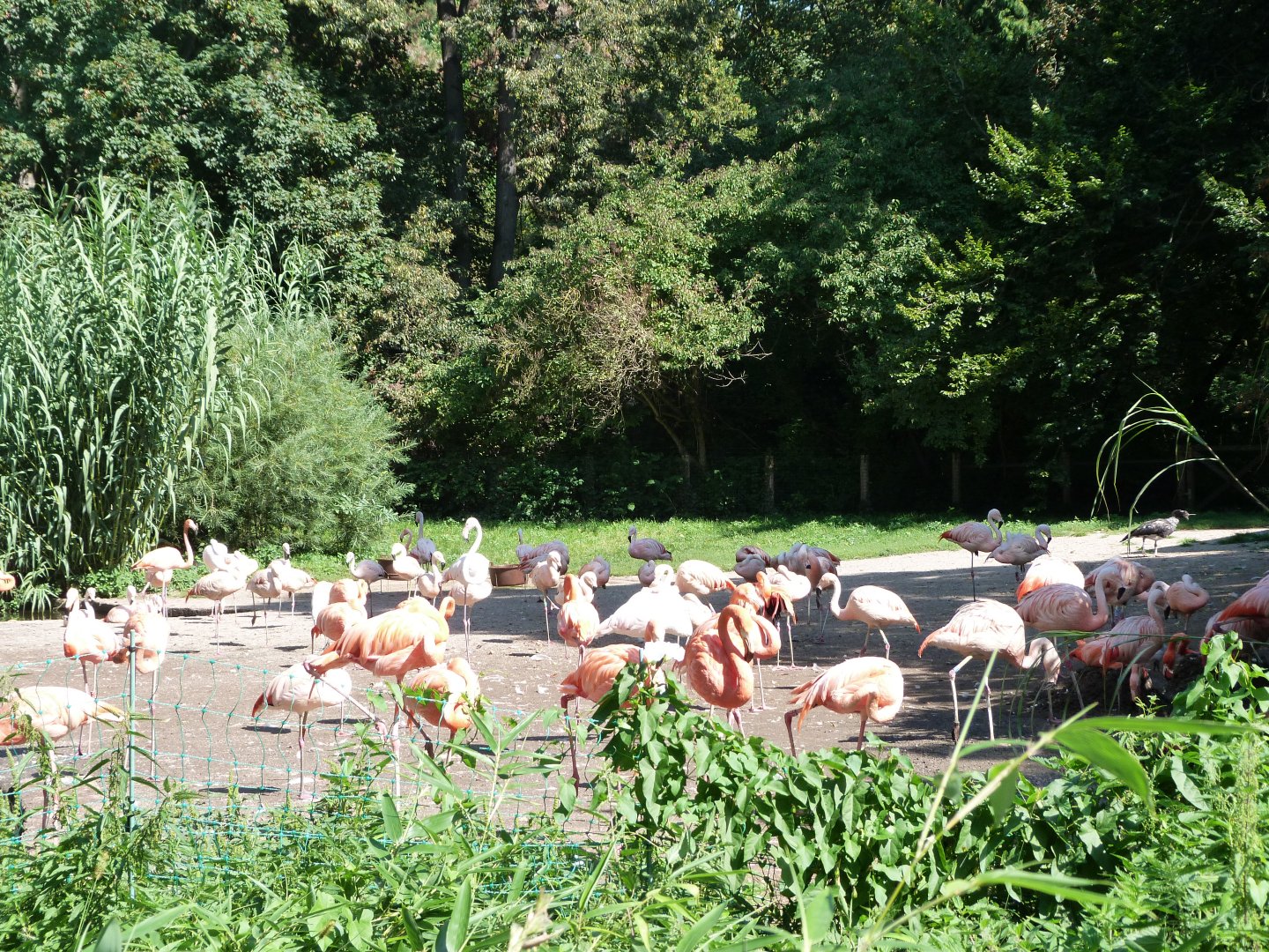 Greater, Caribbean and Chilean flamingo, Horned screamer and waterfowl exhibit -Zoo Praha (2025)