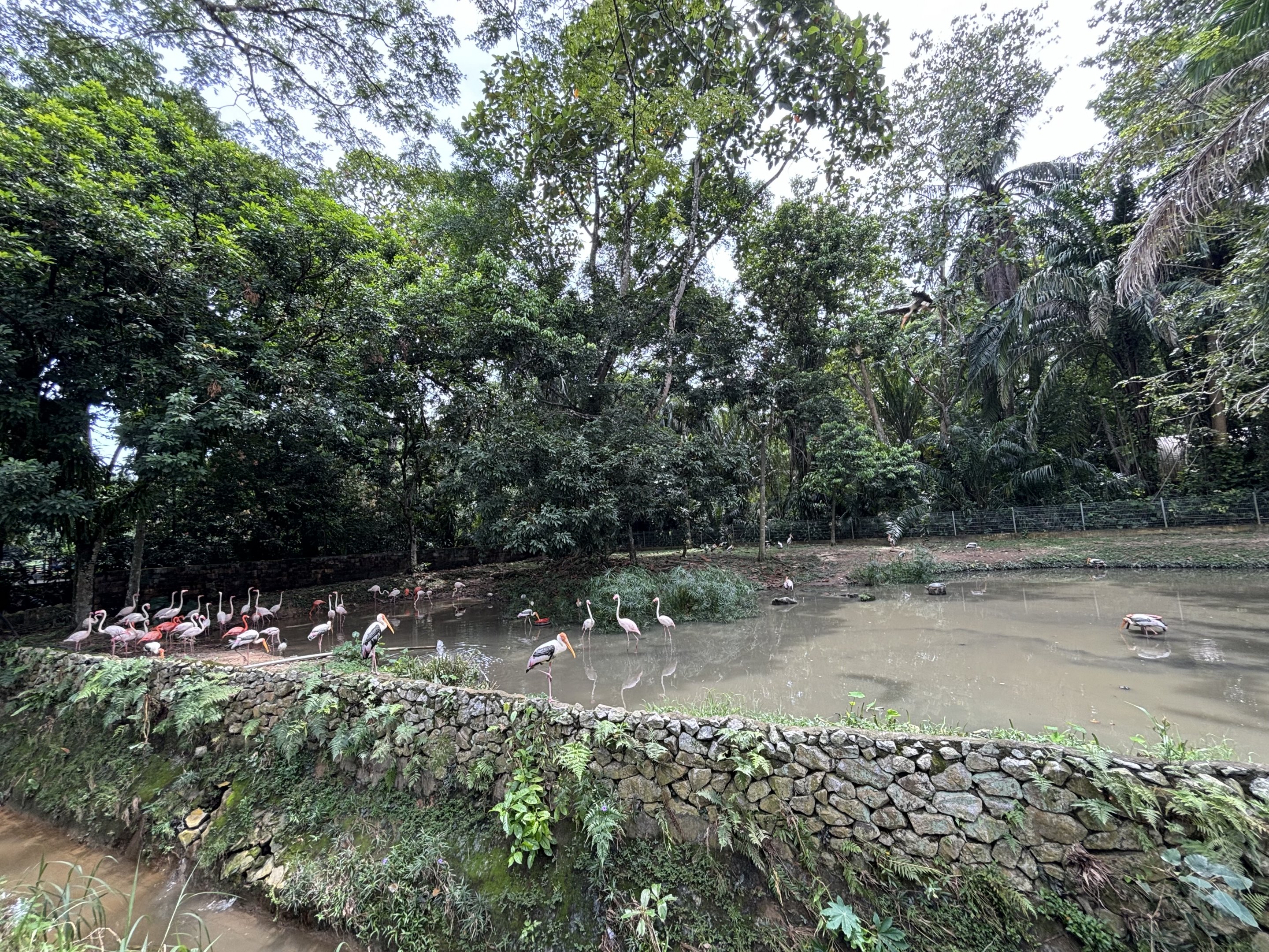 Greater + Caribbean Flamingo Exhibit