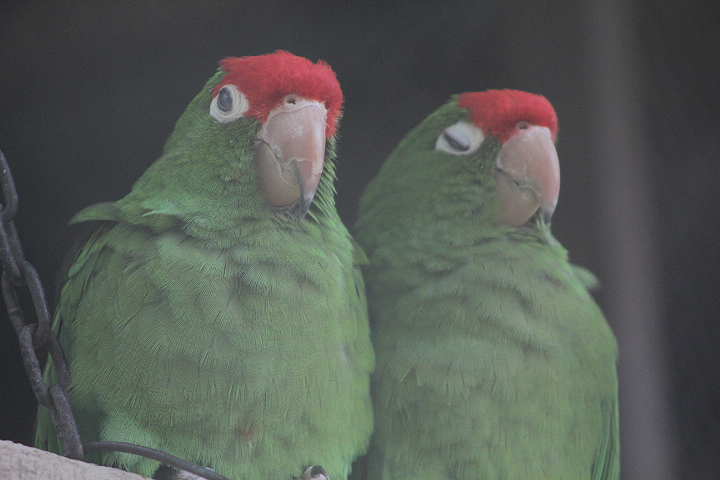 Greater cordilleran conure (Psittacara frontatus frontatus)