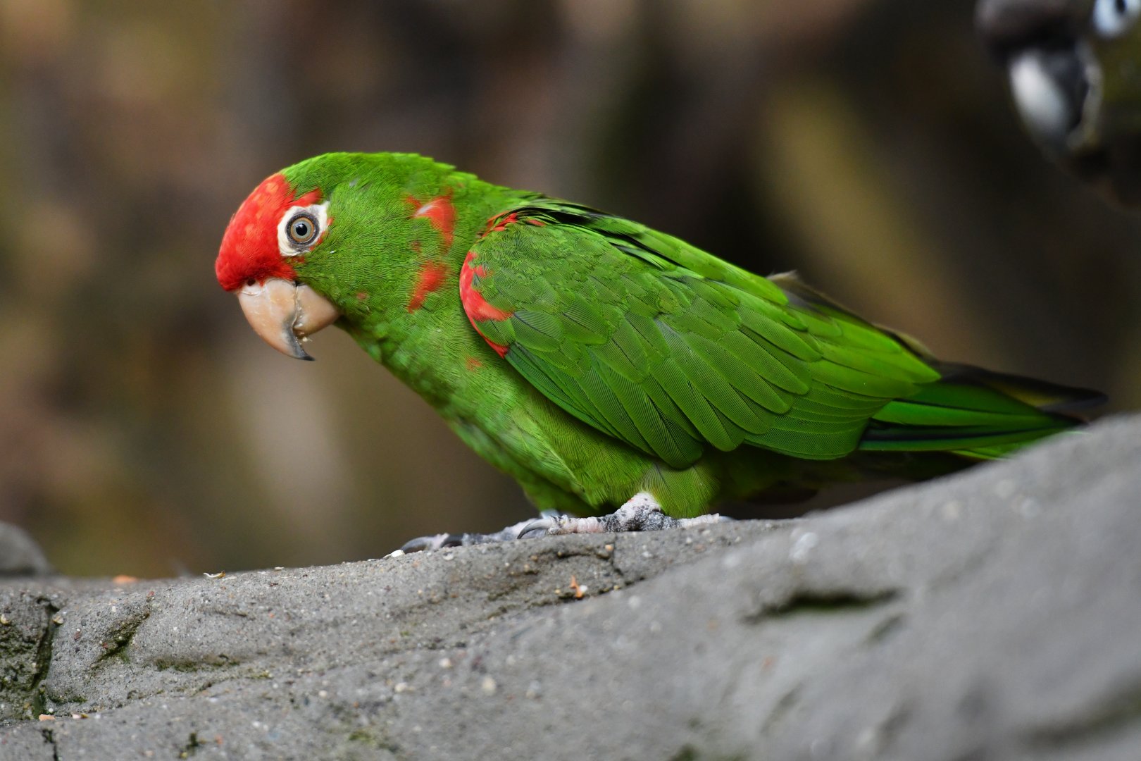Greater cordilleran parakeet Psittacara frontatus
