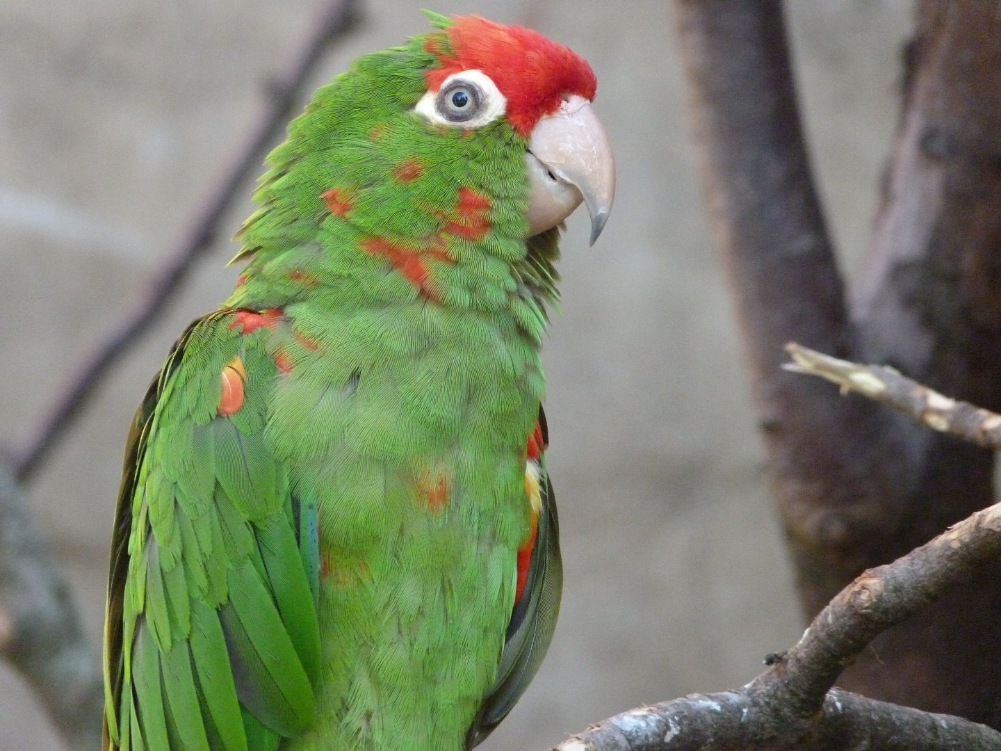 Greater cordilleran parakeet -Zoo Praha (2025)