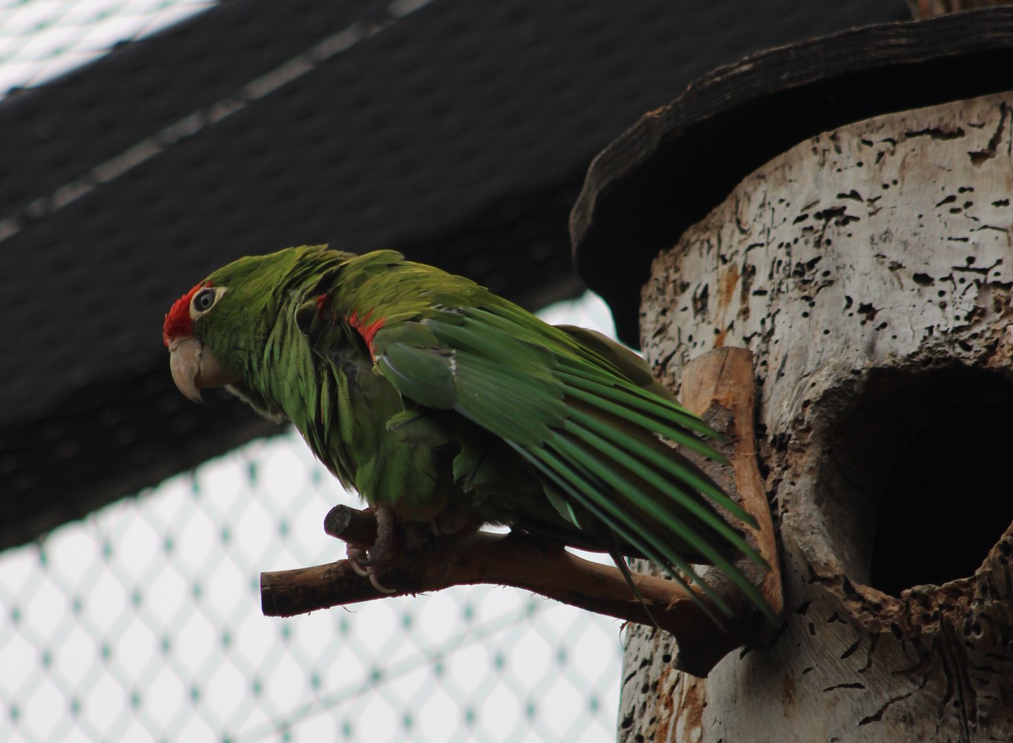 Greater cordilleran parakeet