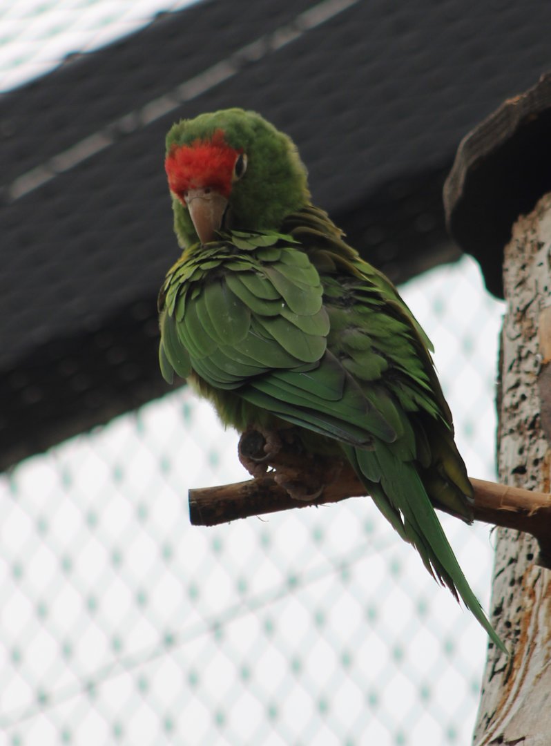 Greater cordilleran parakeet