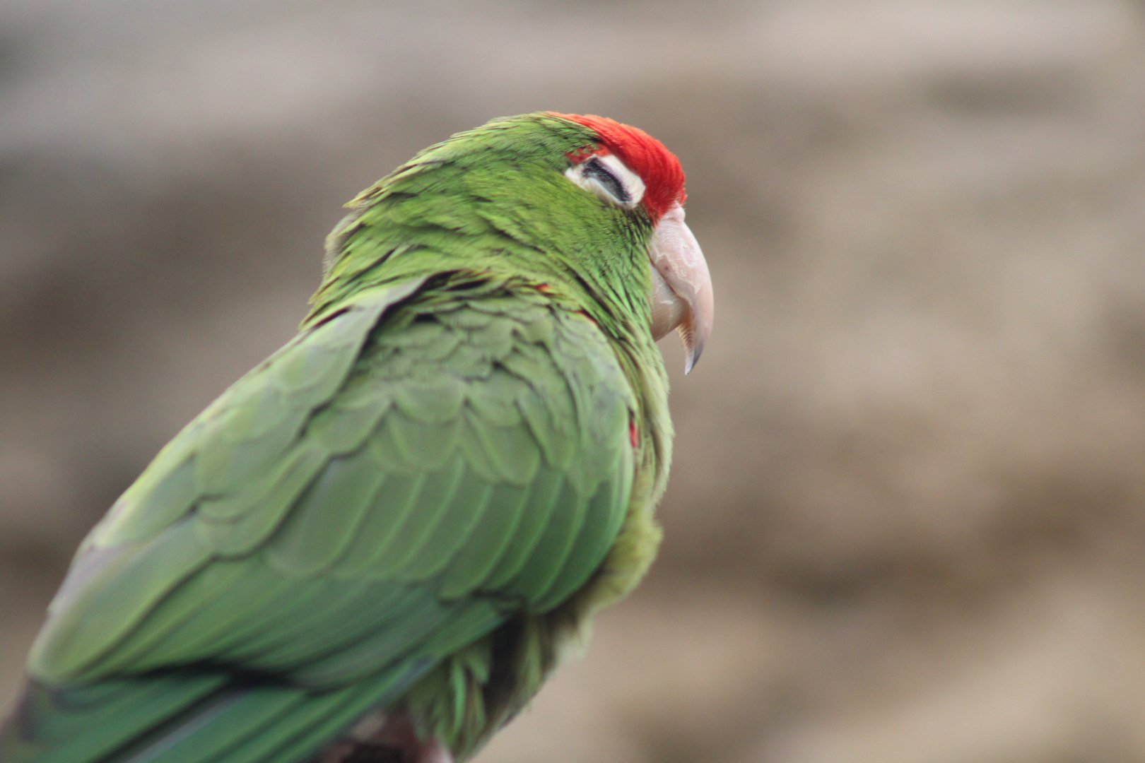 Greater Cordilleran Parakeet