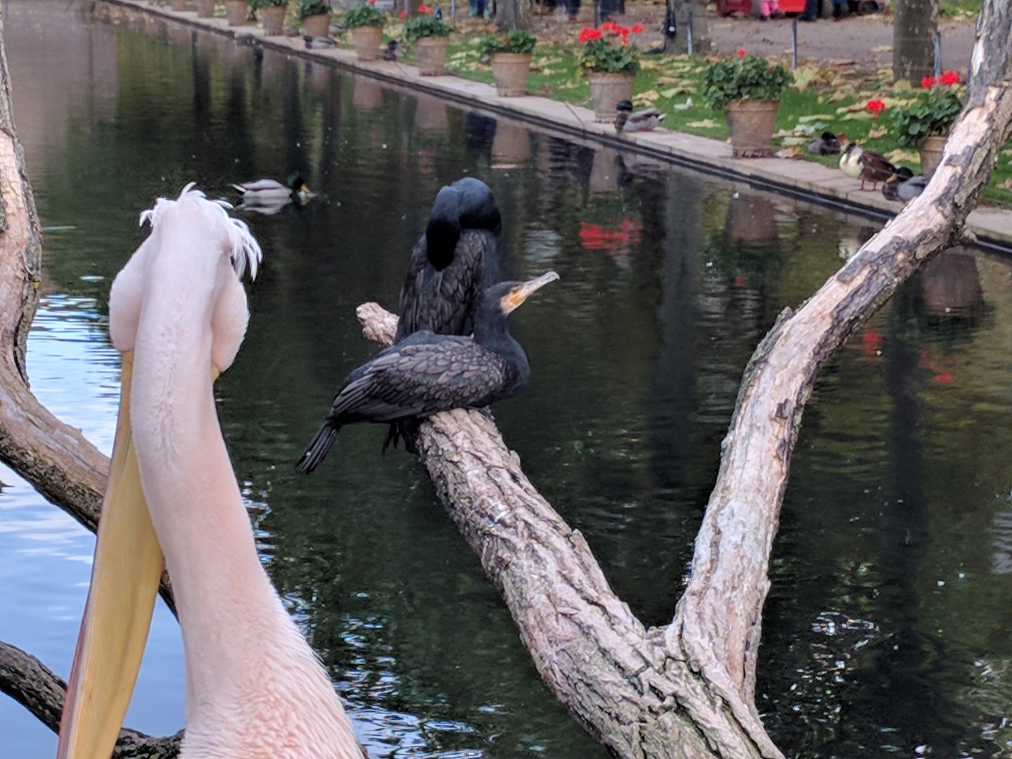 Greater cormorant and pelican