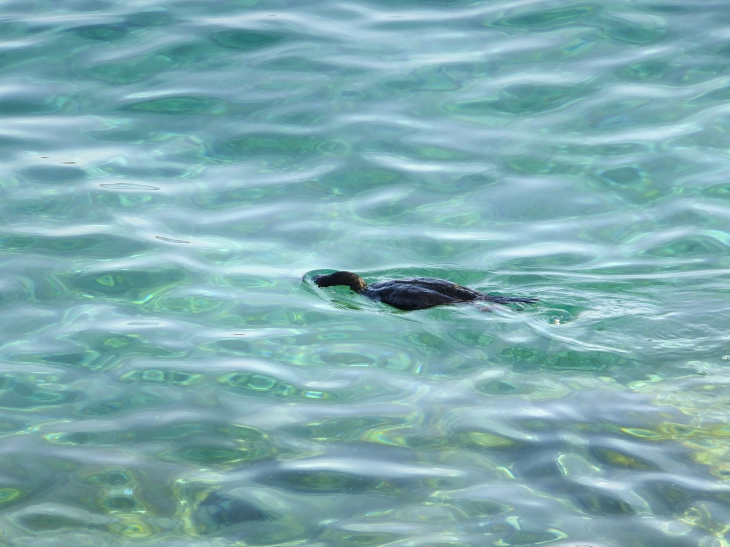 Greater cormorant in the sea