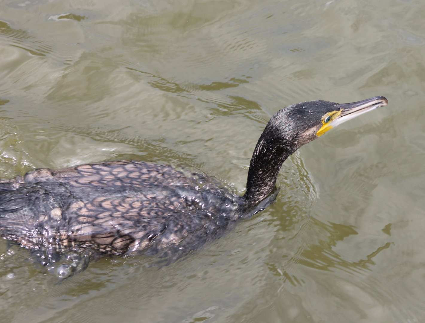 Greater cormorant