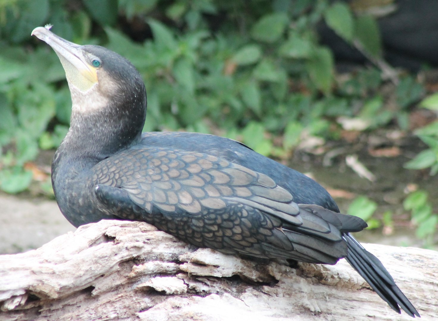 Greater cormorant