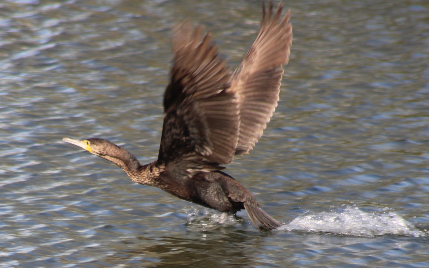 Greater cormorant