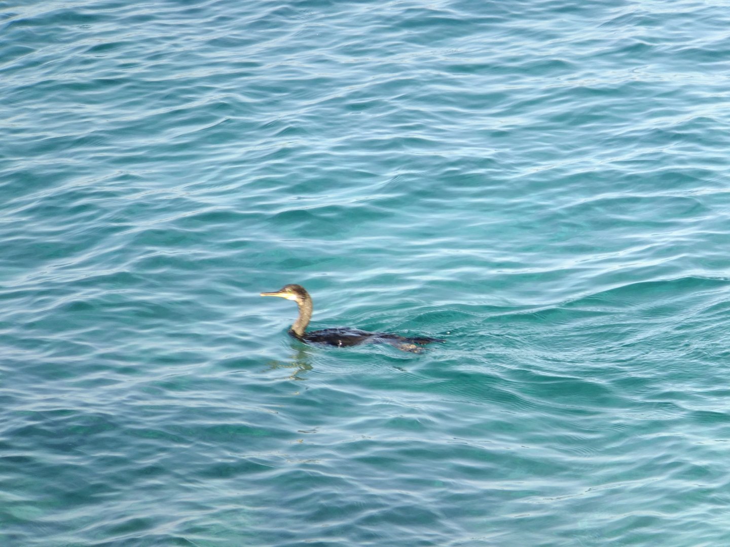 Greater cormorant