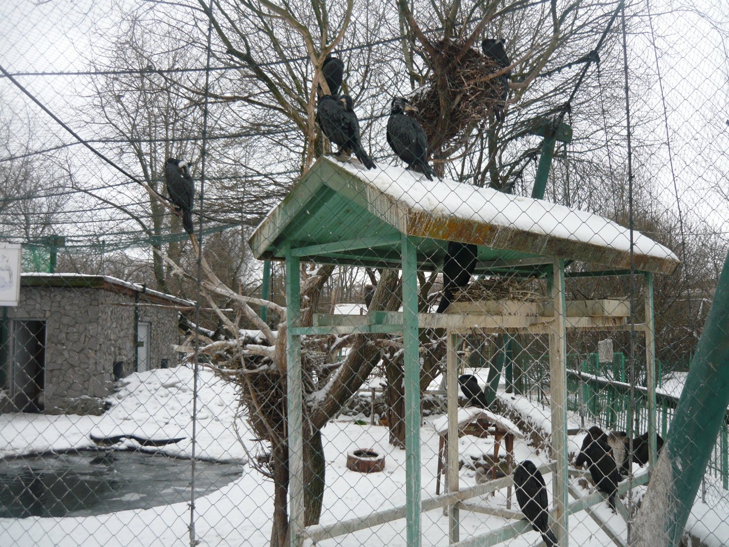 Greater cormorants exhibit
