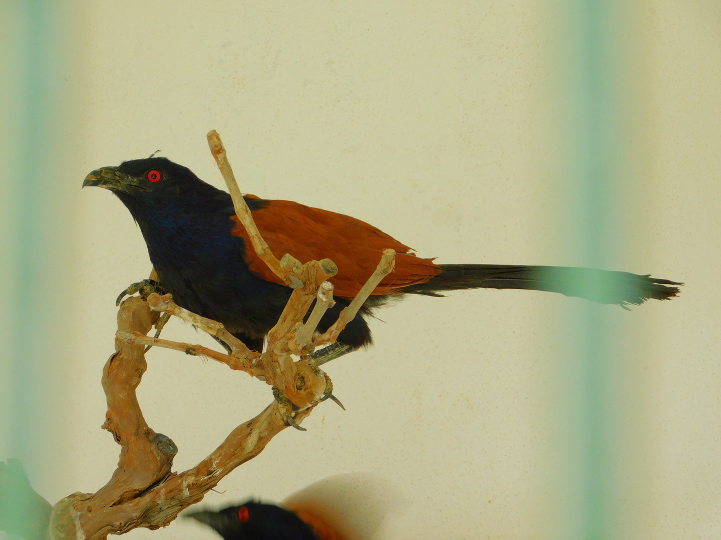 Greater Coua at Istanbul Bird Paradise
