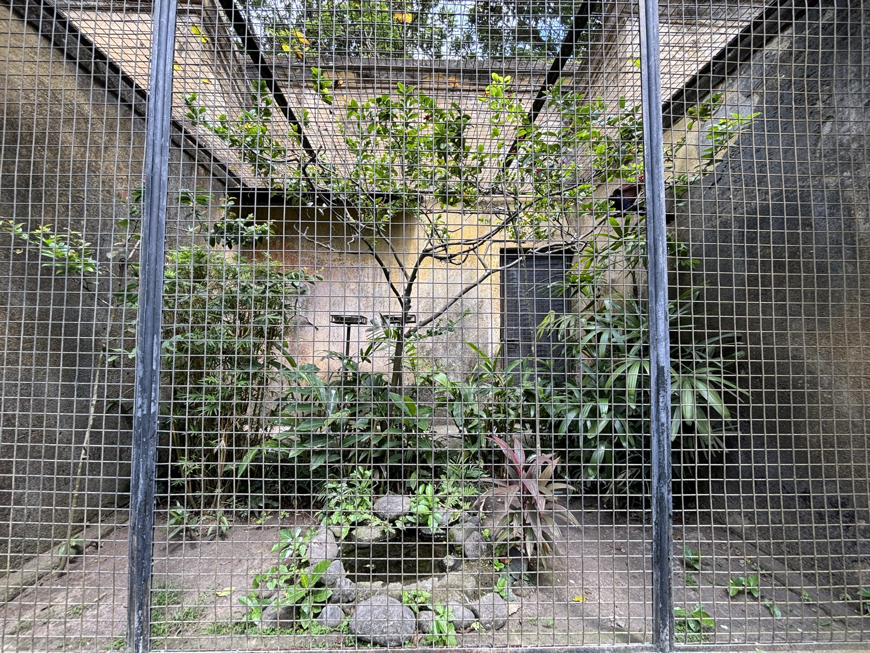 Greater Coucal Aviary