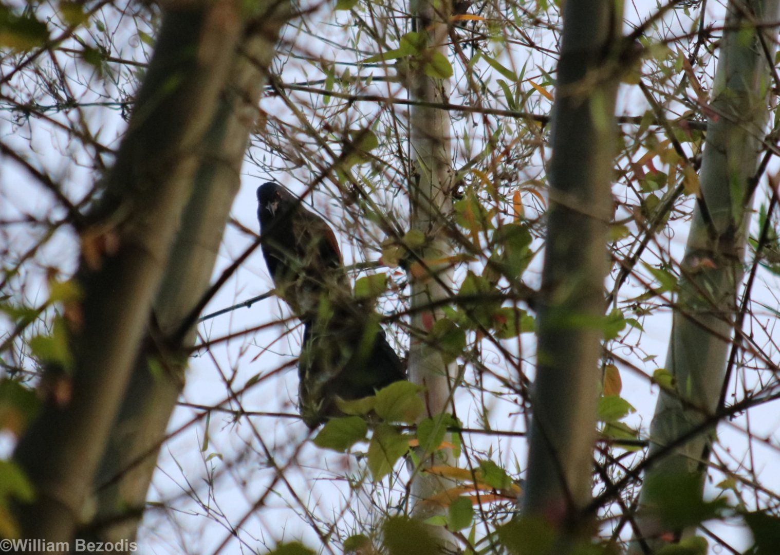 Greater Coucal - Baan Maka Chalets