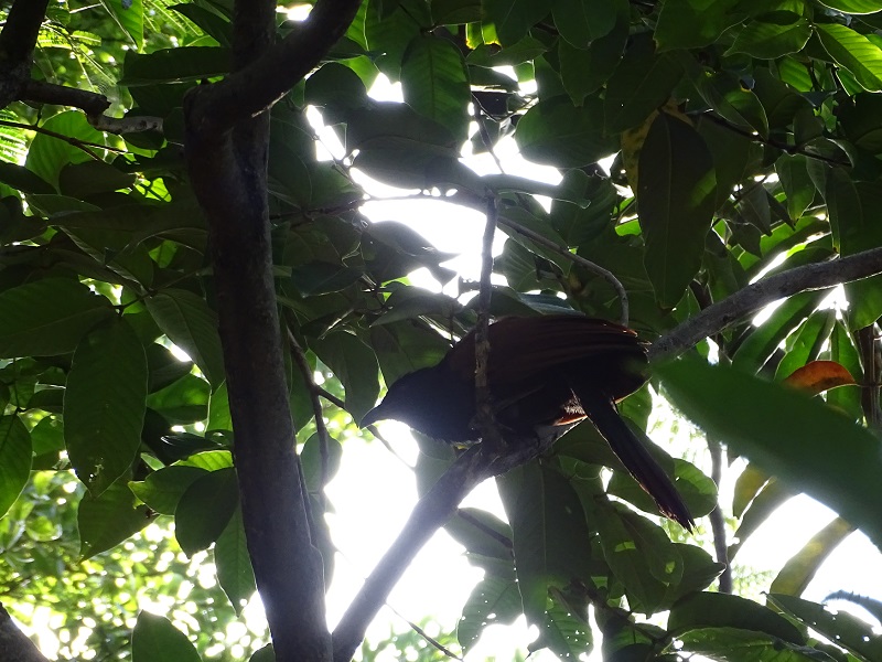 Greater coucal (Centropus sinensis intermedius)