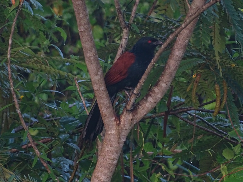 Greater coucal (Centropus sinensis intermedius)