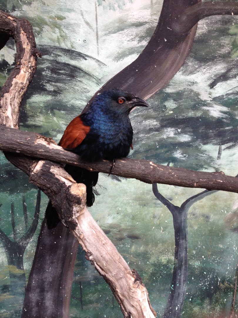 Greater Coucal (Centropus sinensis)