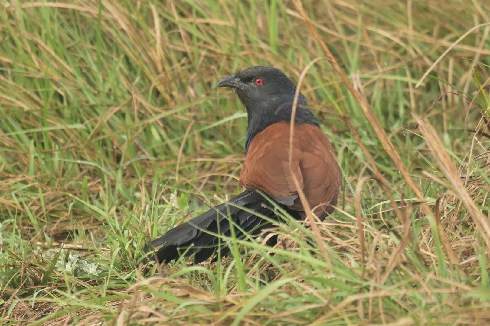 Greater coucal Centropus sinensis