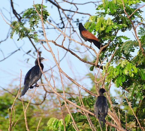 Greater coucal + cormorants