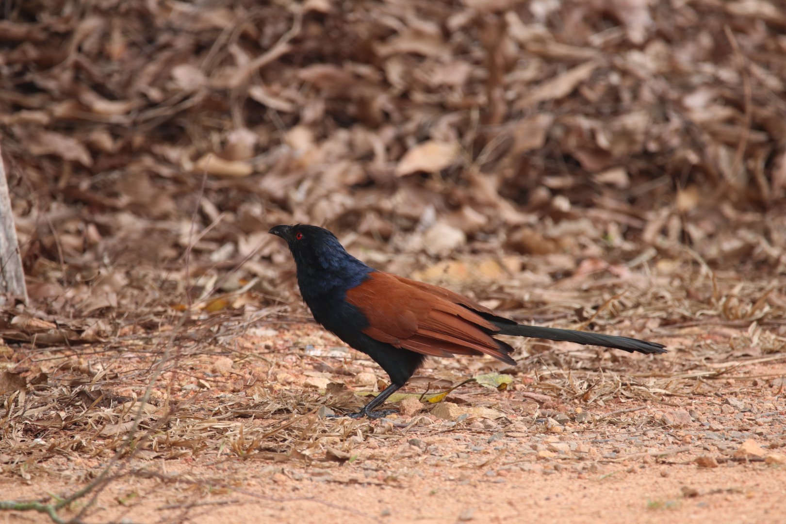 Greater coucal (Koh Chang)