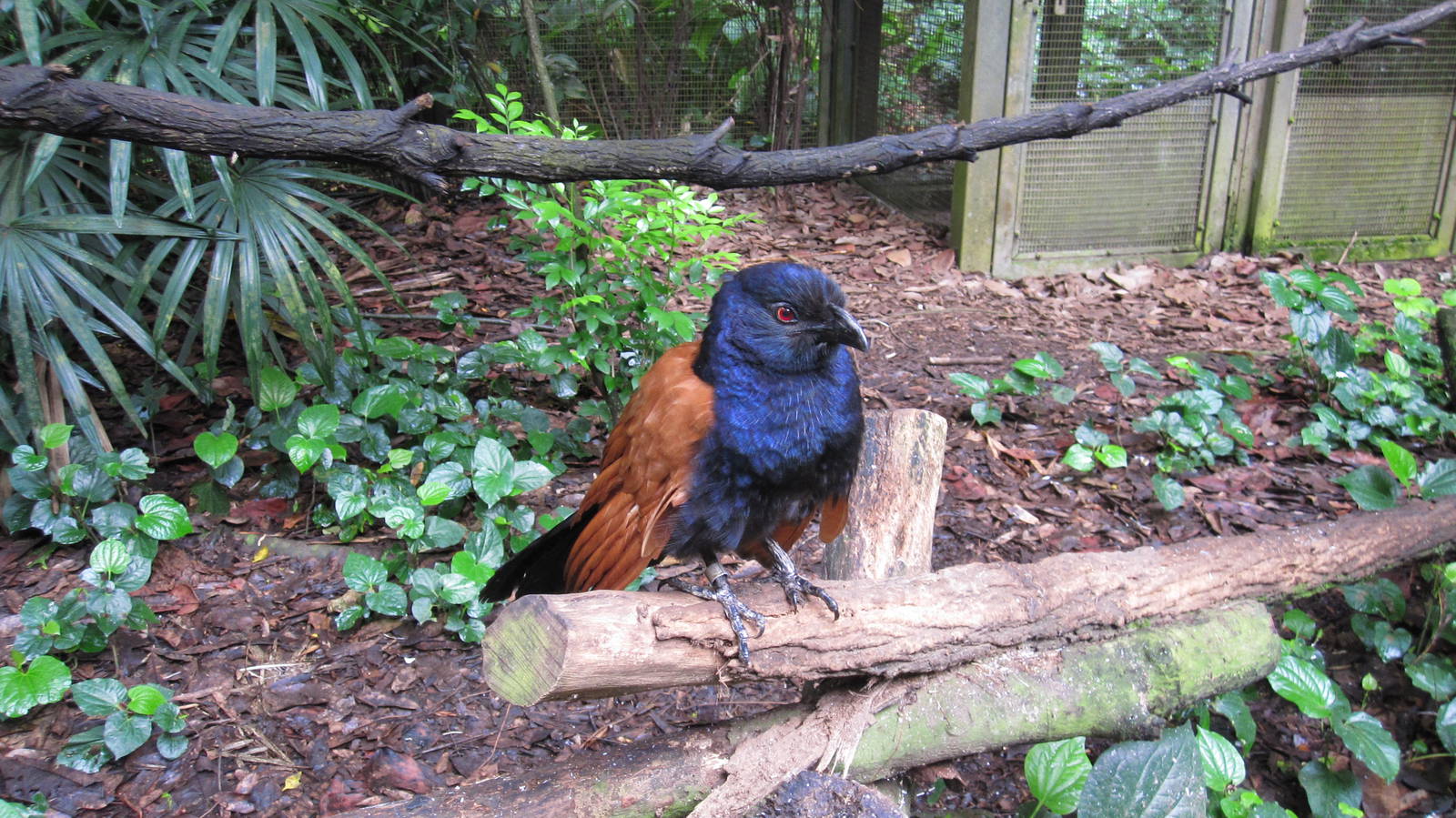 Greater Coucal