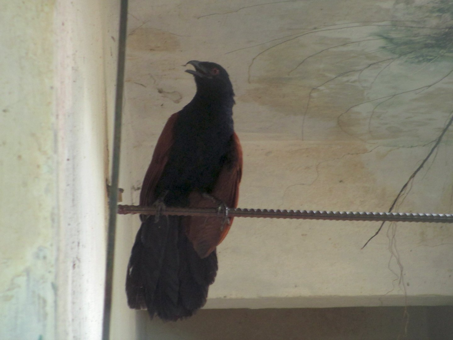 Greater coucal